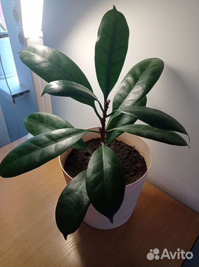 Фикус Циатистипула