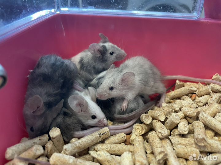 Декоративные мыши мышата