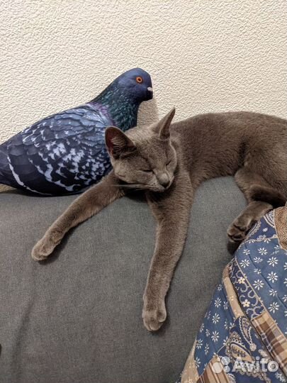 Передержка