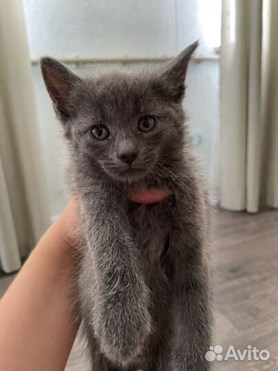 Котята бесплатно
