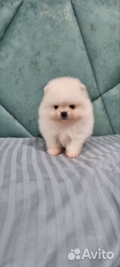 Померанский шпиц