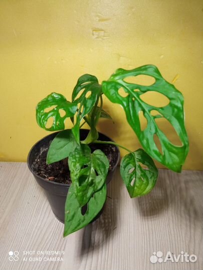 Комнатные растения