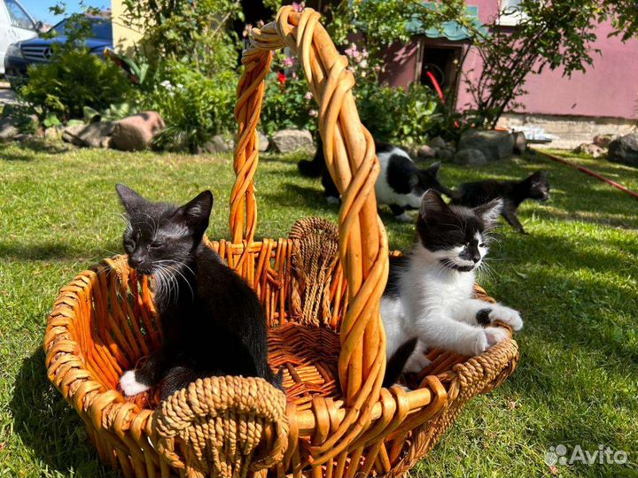 Котята в добрую семью