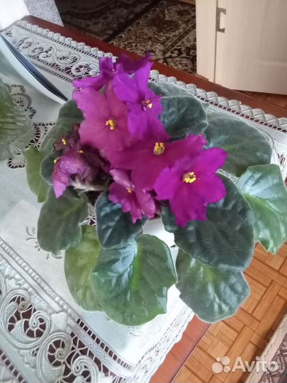 Фиалка в горшках