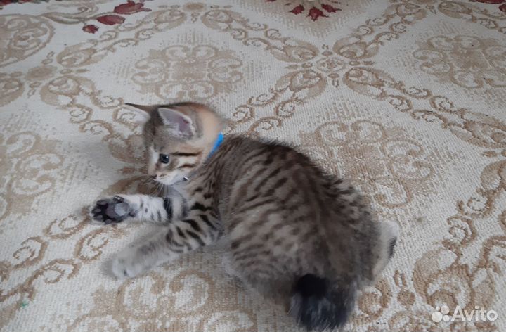 Котёнок курильский бобтейл