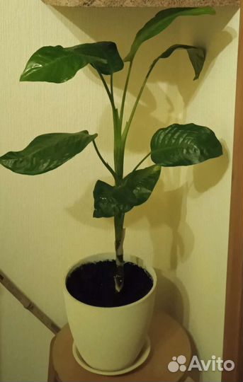 Диффенбахия