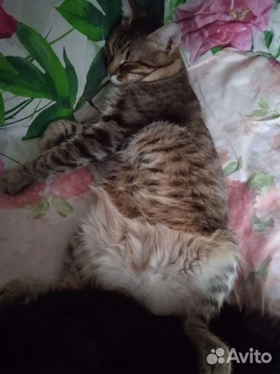 Котик Матроскин