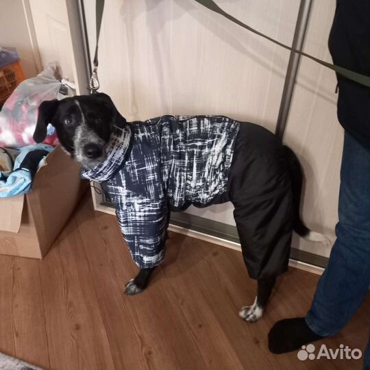 Комбинезоны и куртки для собак. На все породы