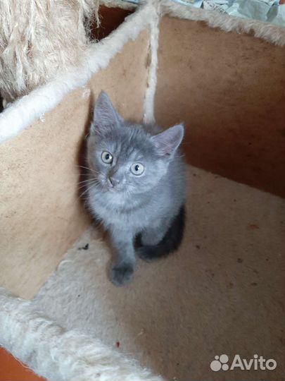 Кошечка от шотландской кошки