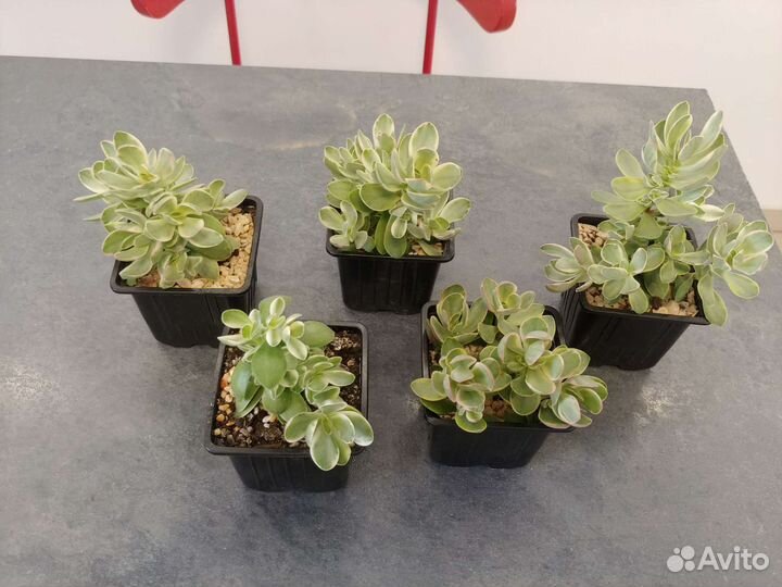 Crassula swaziensis 'Variegata