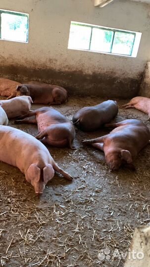 Мясо свинина домашняя