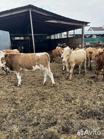 Бычки телки