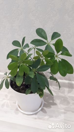 Шефлера зелёная