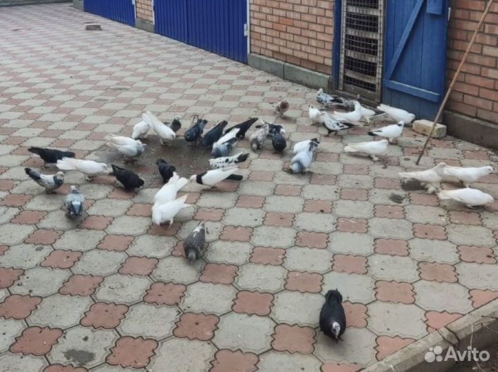 Породистые голуби