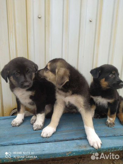 Собака в добрые руки отдам бесплатно