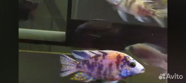 Аулонокара. Малавийские цихлиды. Утака