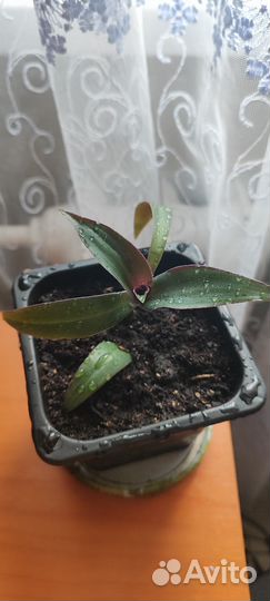 Традесканция рэо