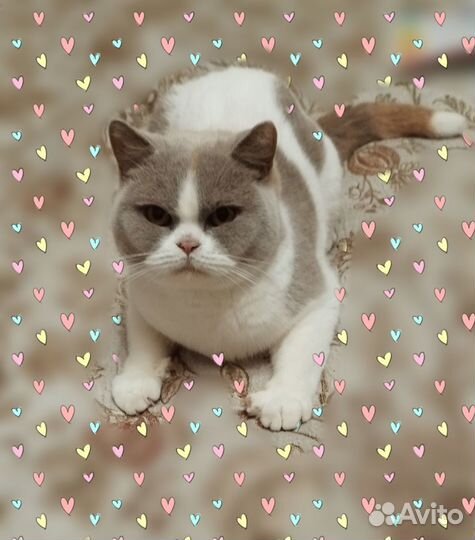 Питомник продаёт