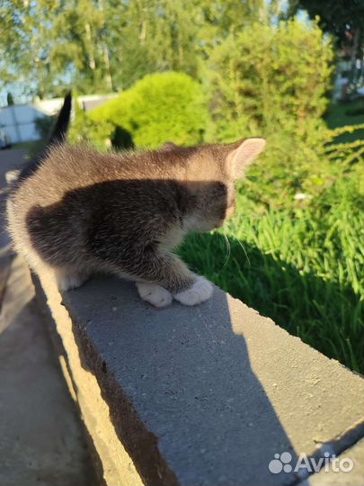 Шотландская дворовая кошка