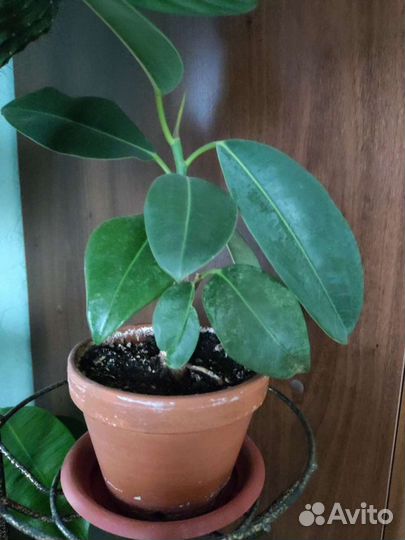 Фикус бенджамина