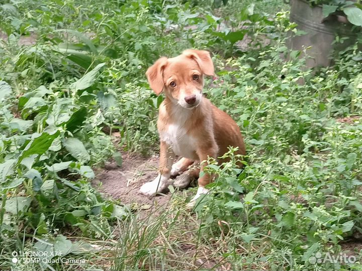 Щенок в добрые руки