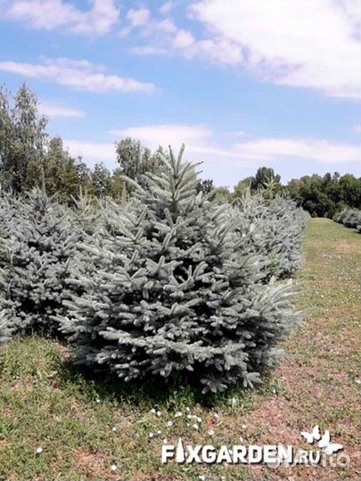 Ель колючая glauca (голубая) Высота от 150см