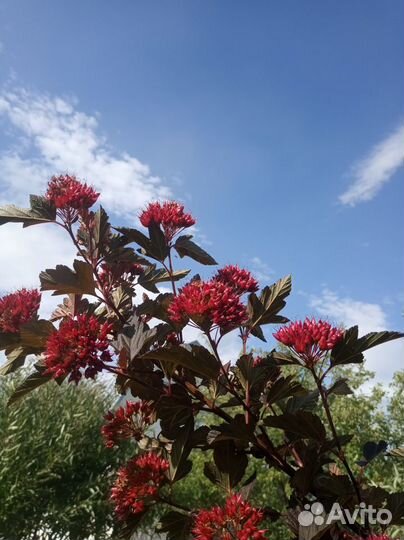 Декоративный кустарник. Пузыреплодник