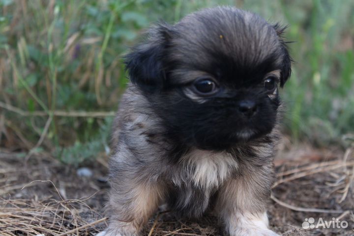 Продам щенков пикенеса девочки чистокровные