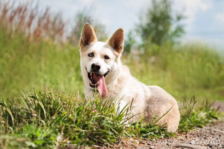 Собаки из приюта