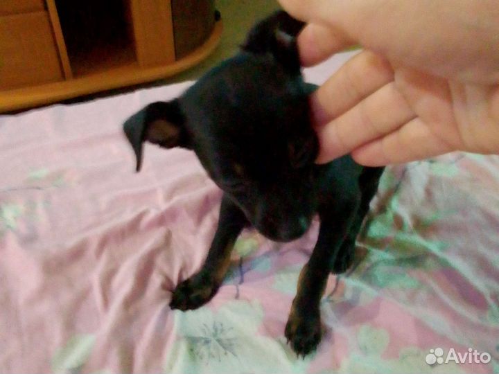 Той-терьер девочки