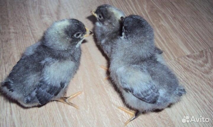 Цыплята суточные