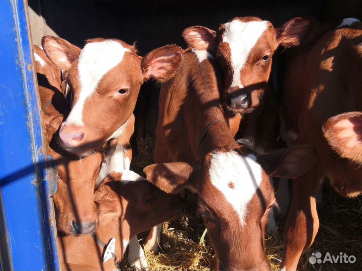 Бычки на откорм