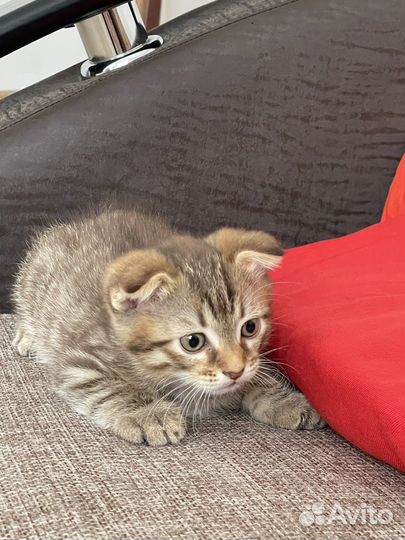 Котята
