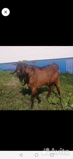 Нубийский козел