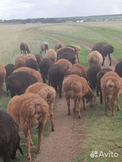 Ярочки и баранчики гиссары