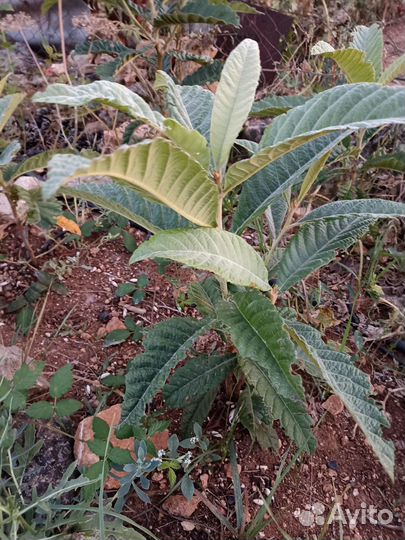 Мушмула японская