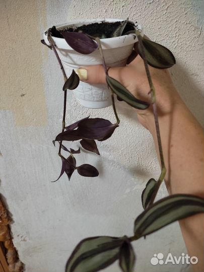 Комнатные цветы