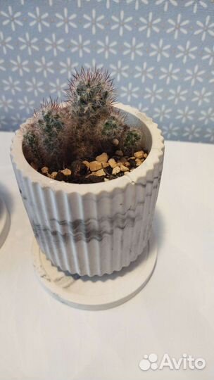 Кактусы и суккуленты, хавротии в кашпо