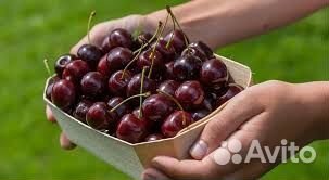 Вахта/ фасовщики черешни/ вахта