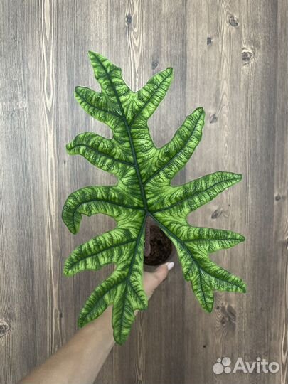 Алоказия жаклин