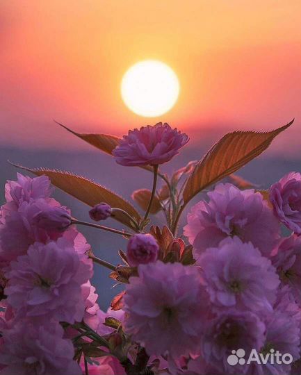 Отдых у моря в Абхазии