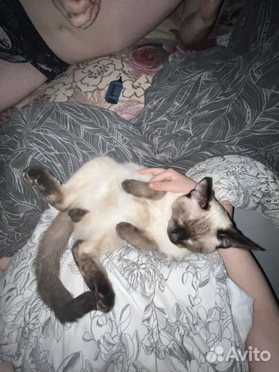 Сиамский кот вязка