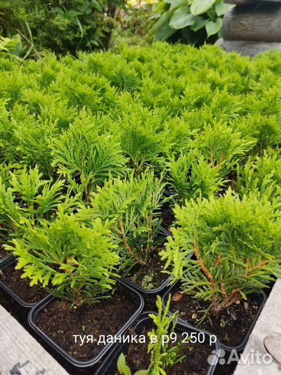 Саженцы в ассортименте