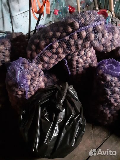 Мелкий картофель на корм животным