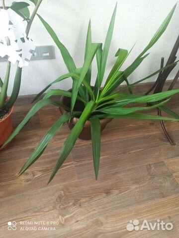 Пальма Юкка