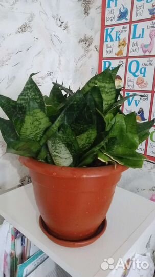 Сансевиерия