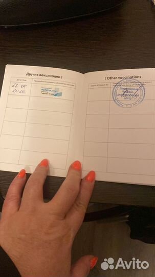 Карликовый пудель