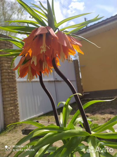 Рябчик императорский