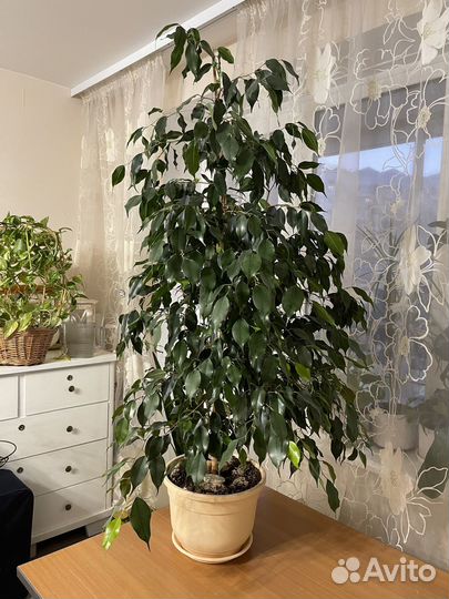 Фикус бенджамина большой