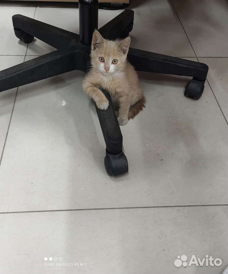 Кот